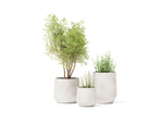 Champ Planter – Small – image 2