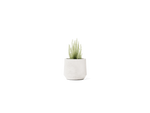 Champ Planter – Small – image 1