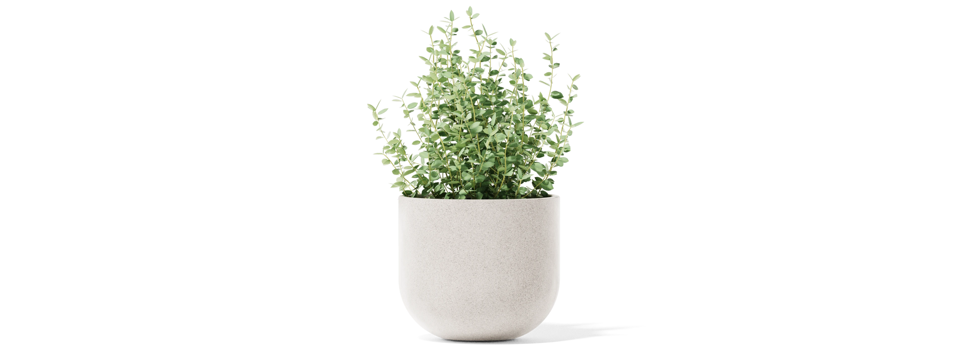 Settle Planter - Small