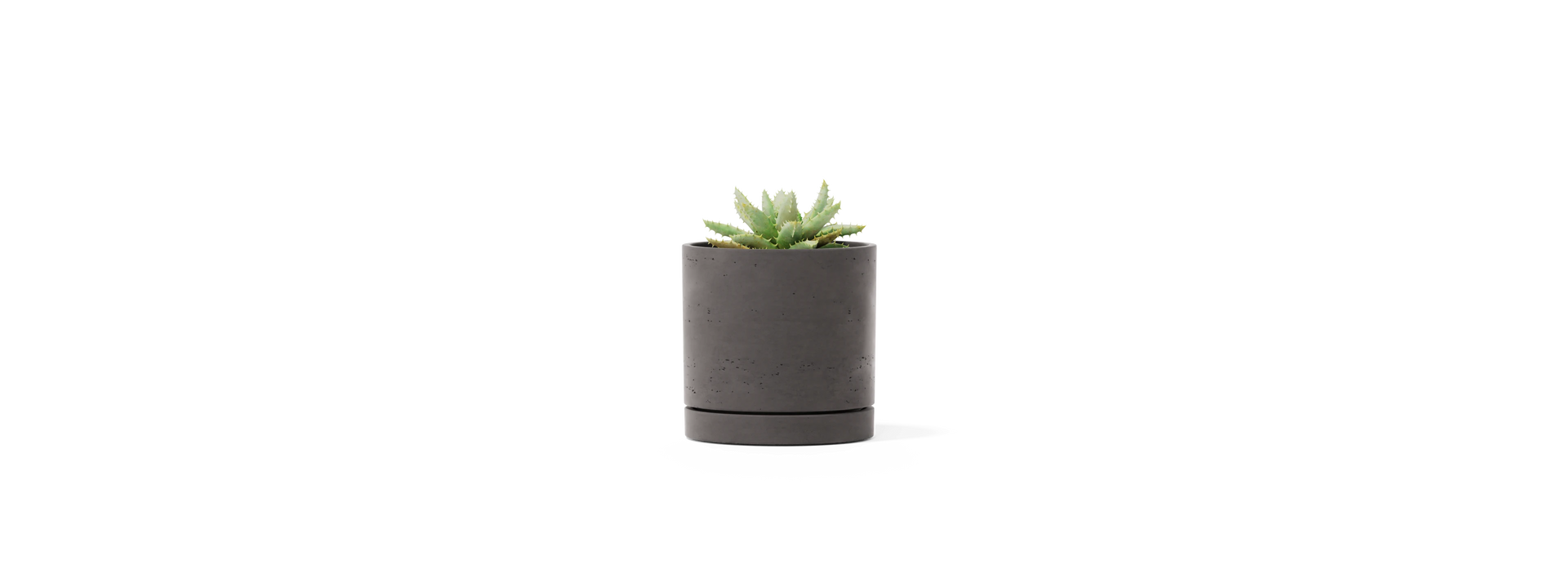 Stump Planter - Small