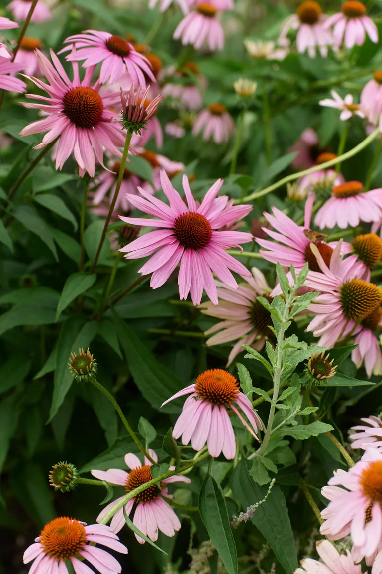 Close-up of pink coneflowers with orange centers blooming among green leaves in Hilton Carter's garden.