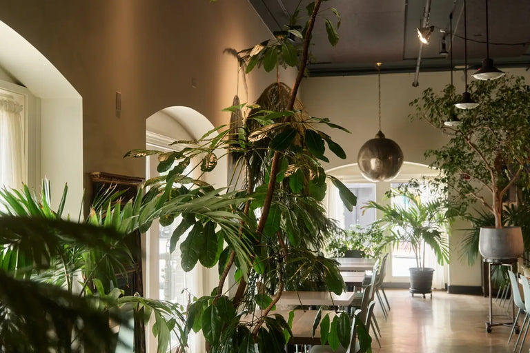 Restaurant interior designed by Hilton Carter, with large green plants, tables and mint-green chairs, warm lighting, and tall arched windows.