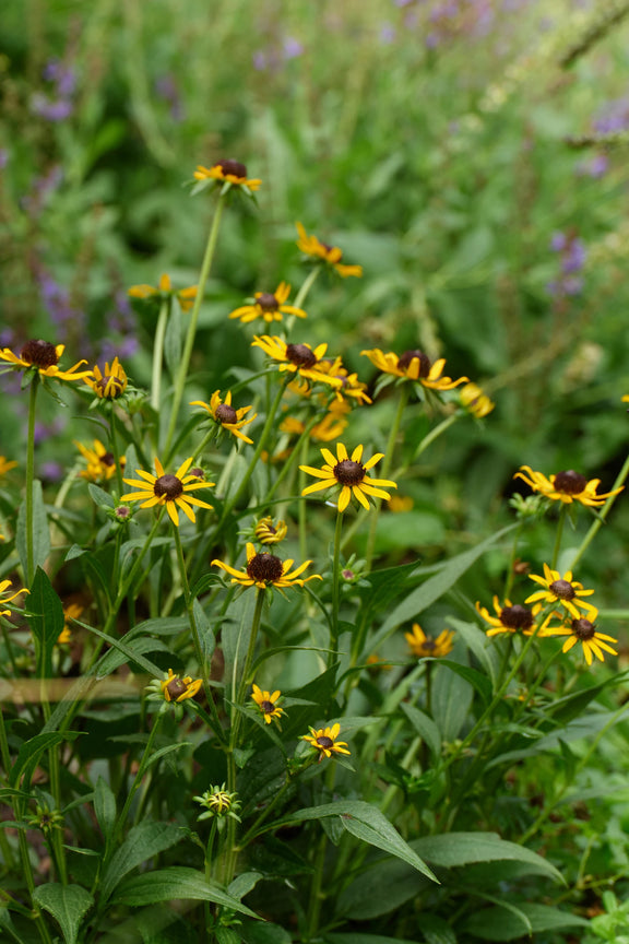 Yellow black-eyed Susans and purple flowers blooming in a lush garden.